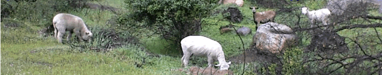 Sheep grazing on the north 10
