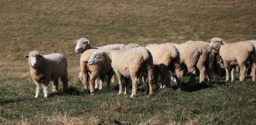 Sheep