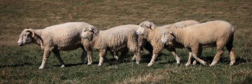 more sheep