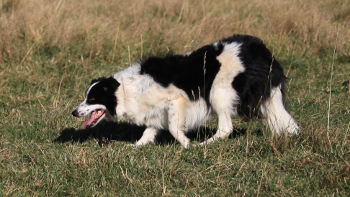Ceili
