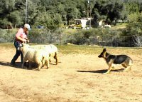 Laura meets some sheep as Leeloo pushes a little to hard