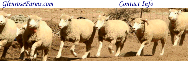 Some of our Dorset sheep during a trial here