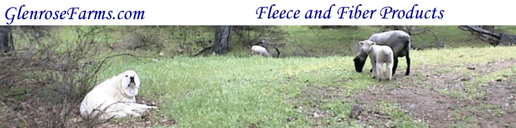 Ewes and babies grazing. Sissy is to the left.