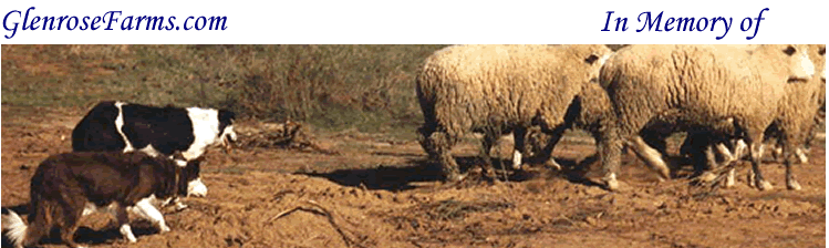 Hope and Sadie working sheep