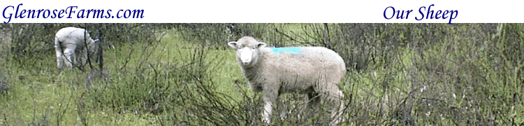 A nice sized lamb in the foreground