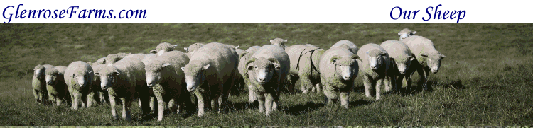 sheep grazing on the north 10