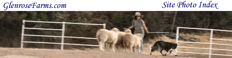 Margaret  Grundman & Jedi working in our medium field