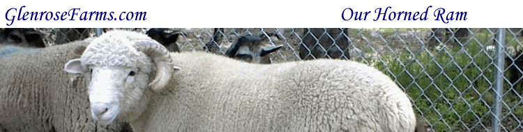 Our horned ram as a baby