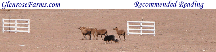 Vickie Hill's Lilly herding at the Bearder Collie Trial. Photo courtesy of Carol Delsman