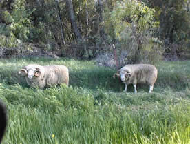 New guy's sire and grandsire