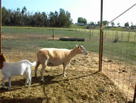New guy's mom